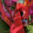 Скатерть с нано-пропиткой Dreams TO-2237 FIORI 150x180
